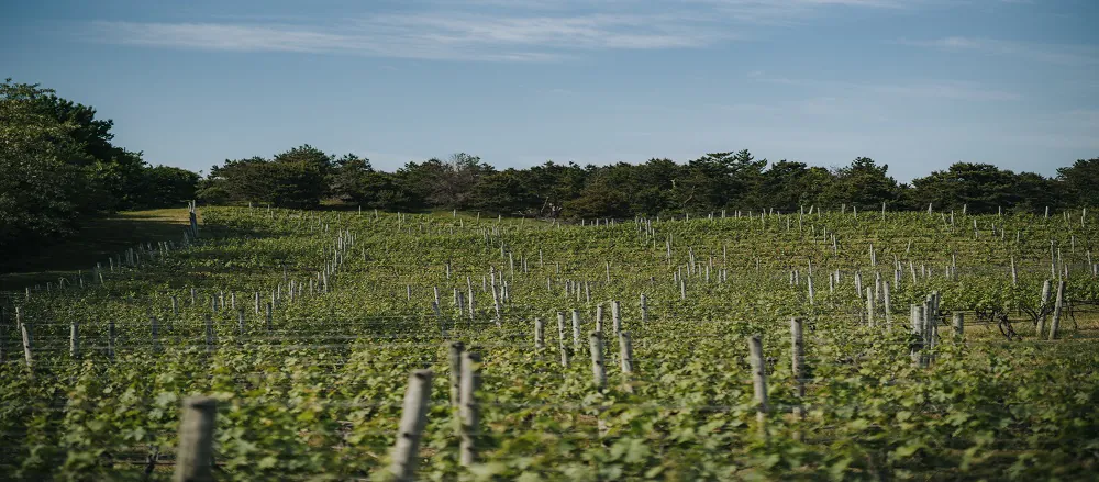 Truro Vineyards of Cape Cod