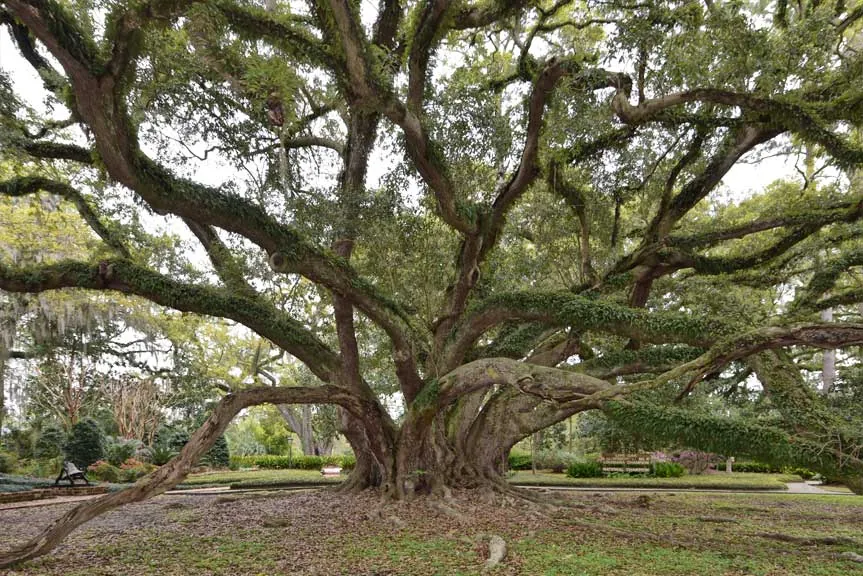 Seven Sisters Oak