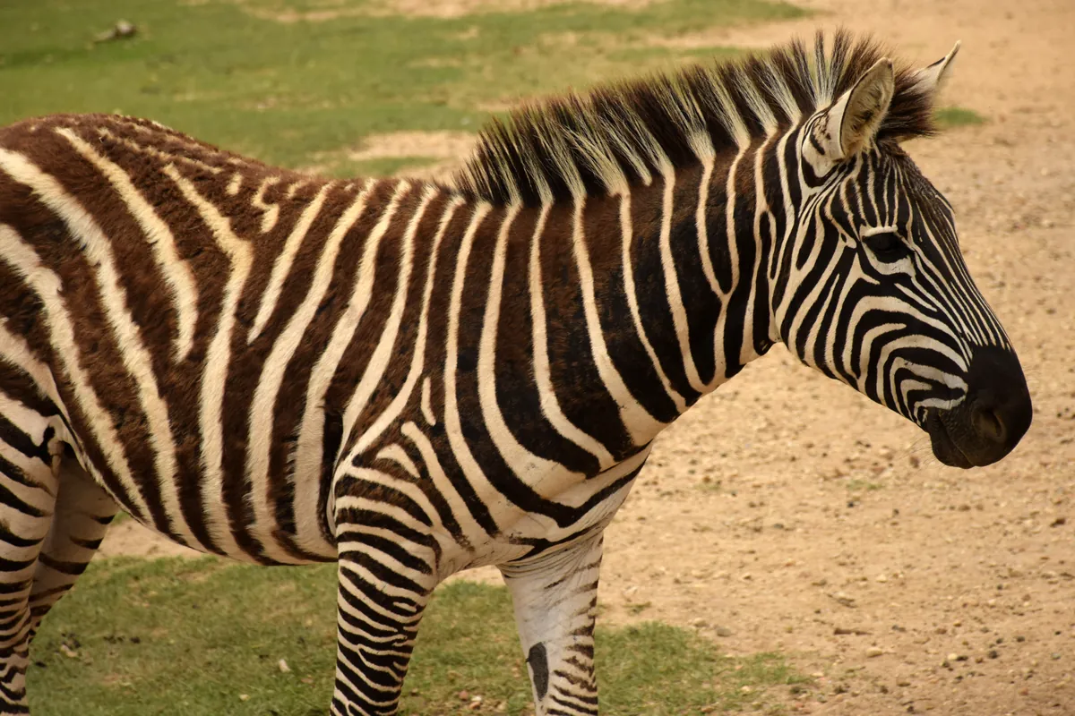 Global Wildlife Center