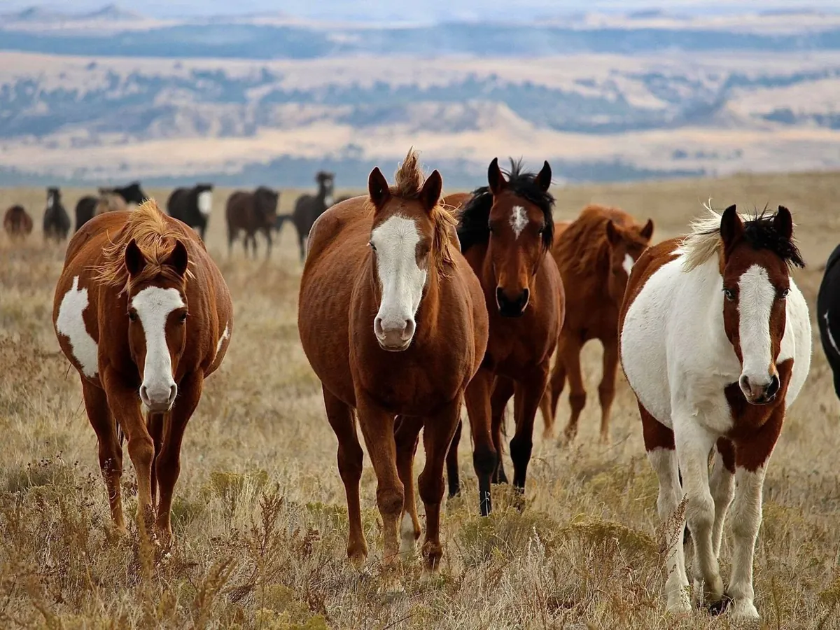 Black Hills Wild Horse Sanctuary