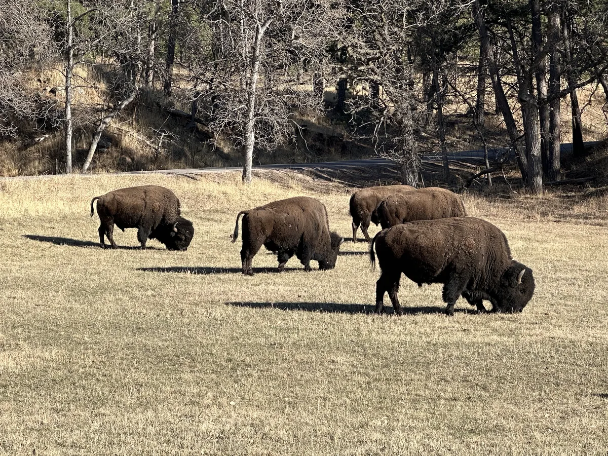 Custer State Park
