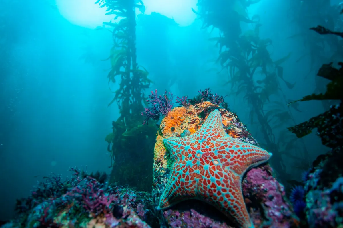 Monterey Bay National Marine Sanctuary (Submarine Canyon)