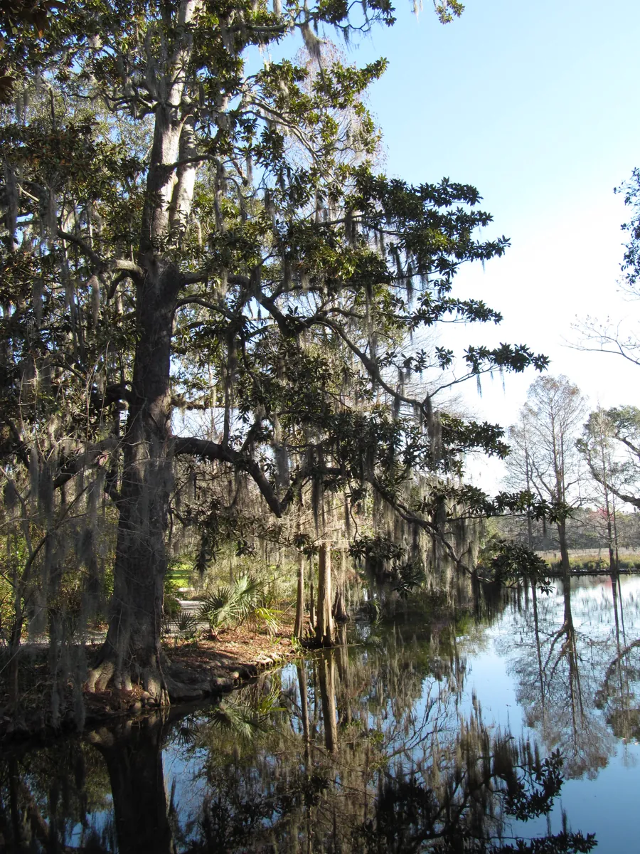 Magnolia Plantation and Gardens