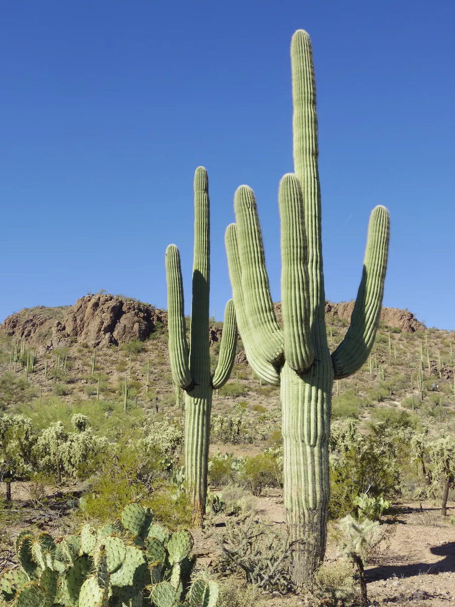 Saguaro National Park
