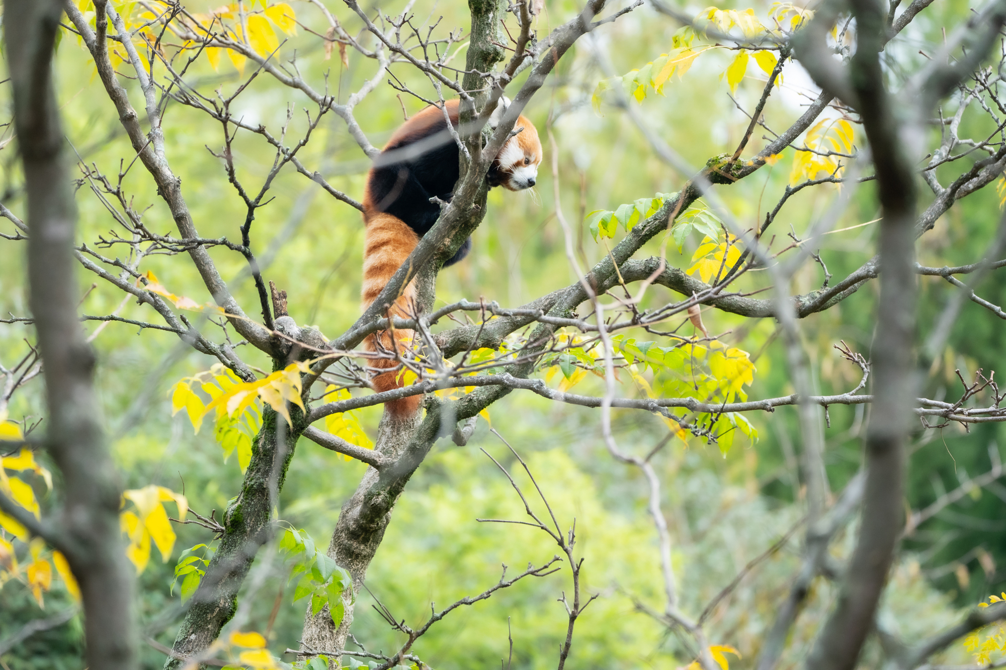 Mill Mountain Zoo