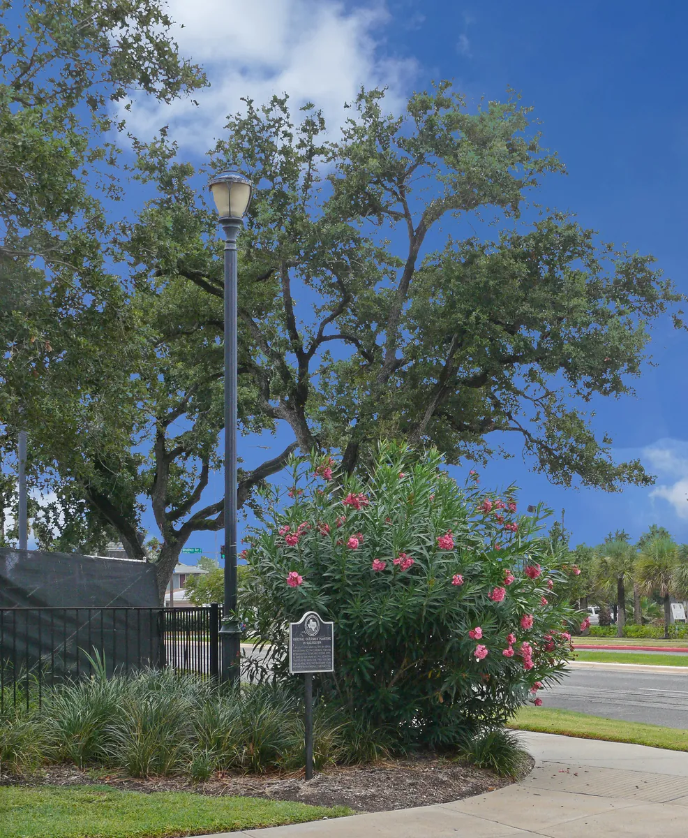 Galveston's Oleander City Designation and UTMB Oleander Gardens