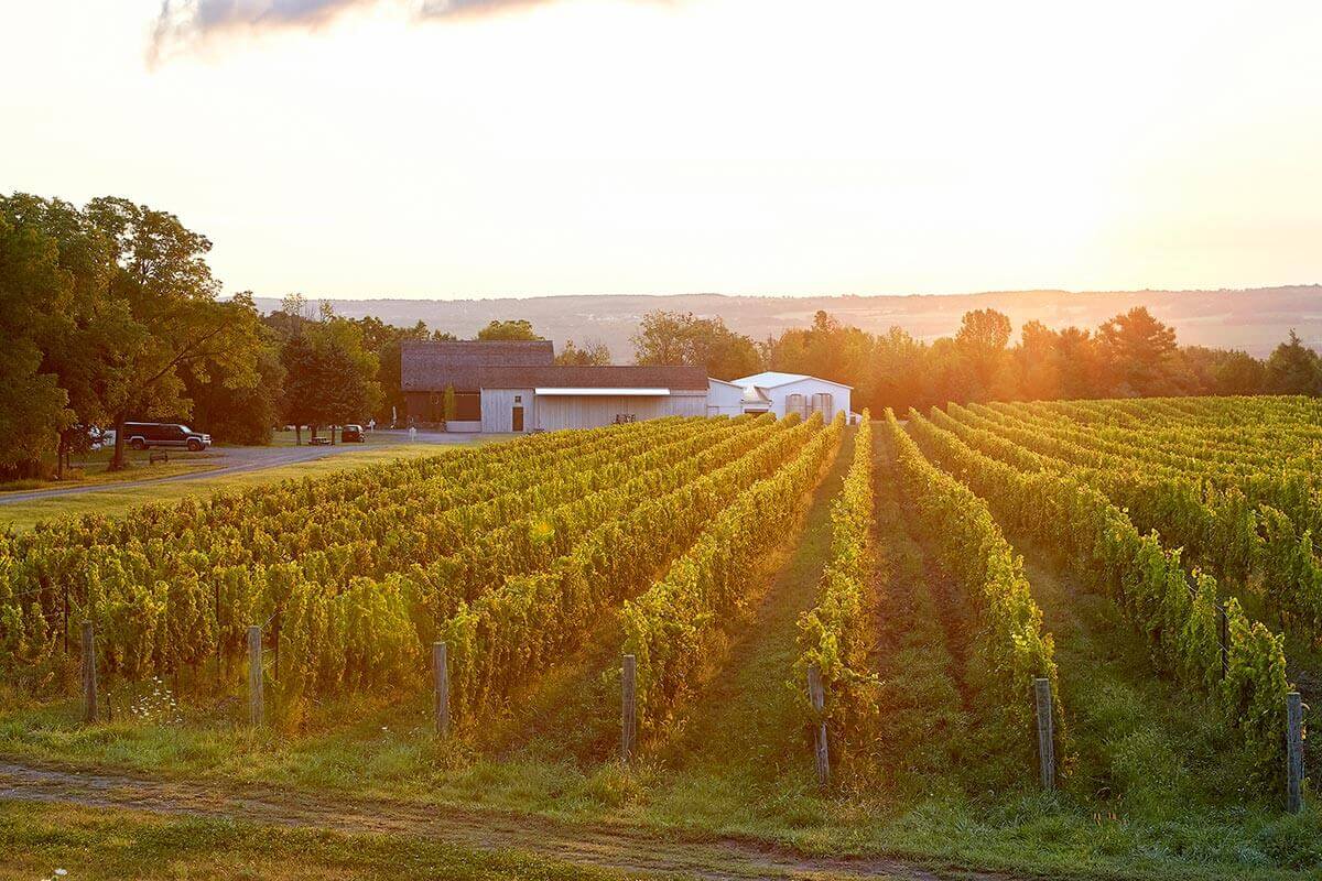 Hermann J. Wiemer Vineyard