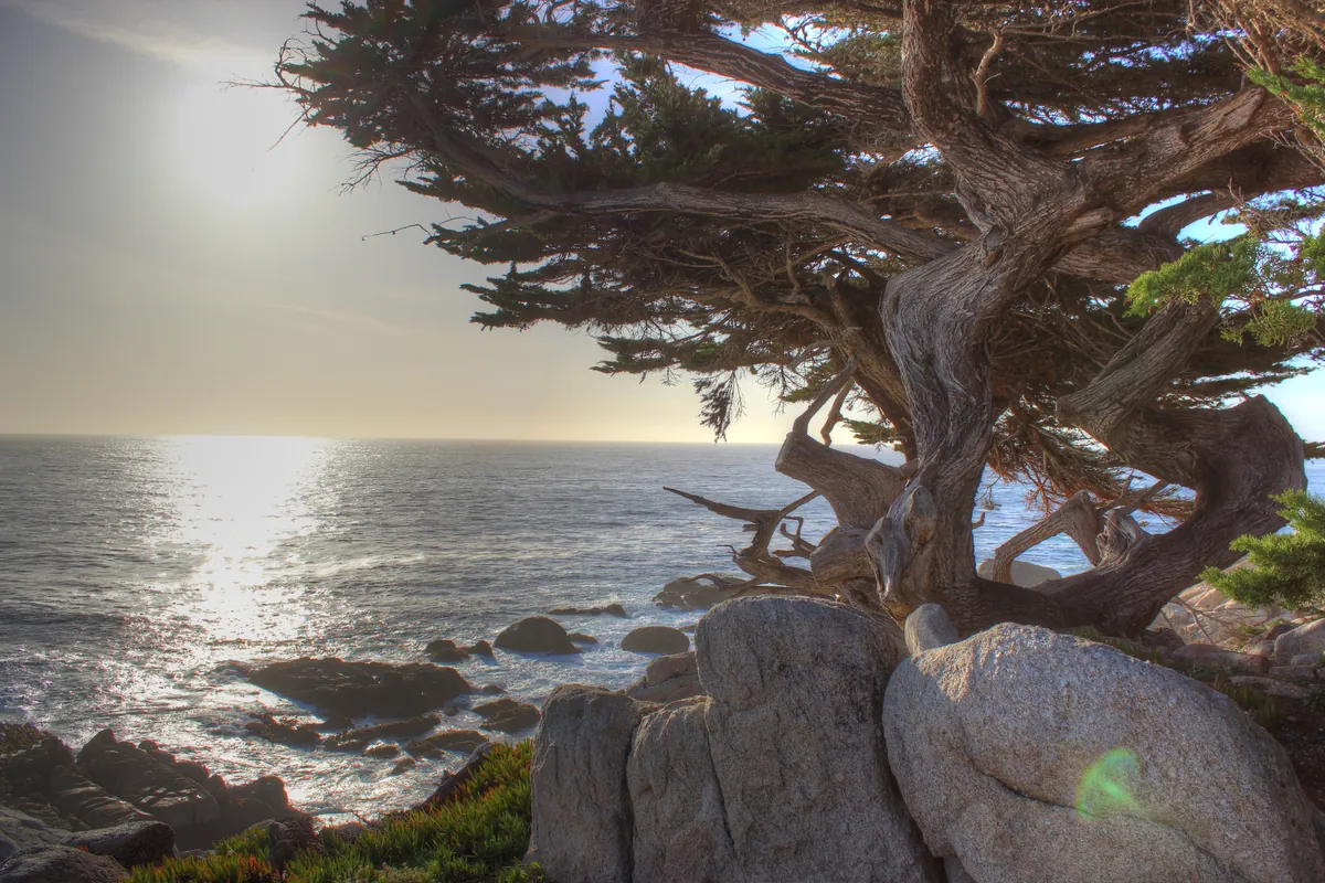 Pebble Beach — Ghost Tree (Pescadero Point)