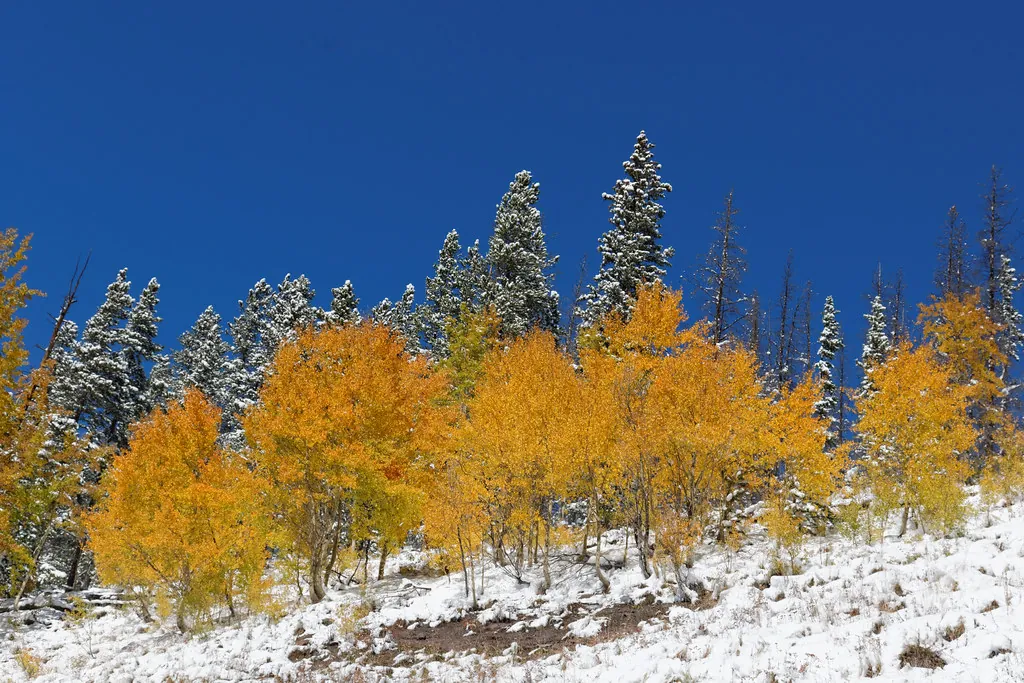 Shrine Pass Road
