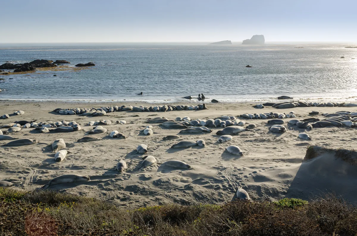 Piedras Blancas Elephant Seal Rookery