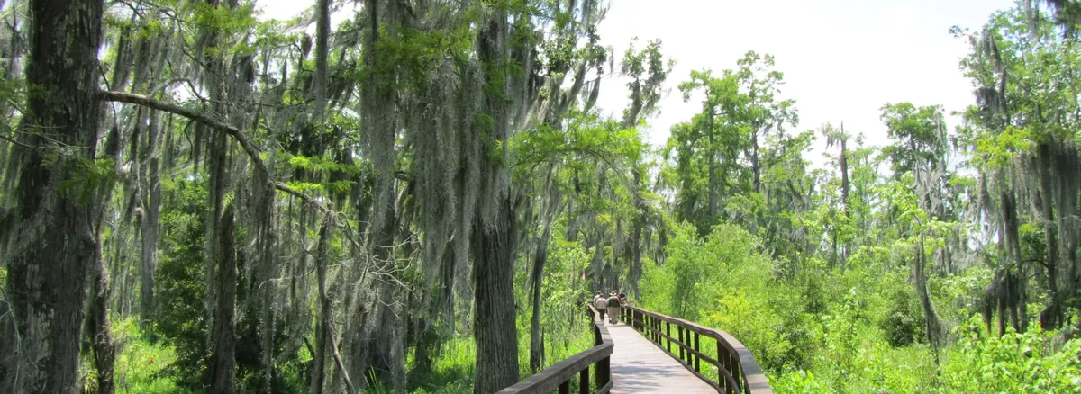 Wetland Trace Nature Boardwalk