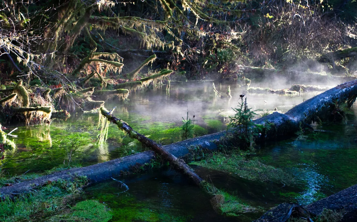 Hall of Mosses