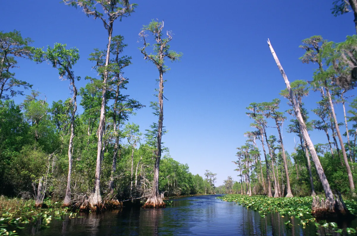 The Bald Cypress — Louisiana's State Tree — historical photo