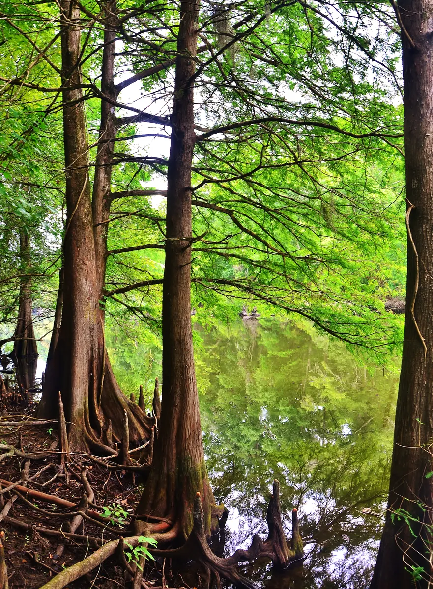 The Bald Cypress — Louisiana's State Tree — historical photo