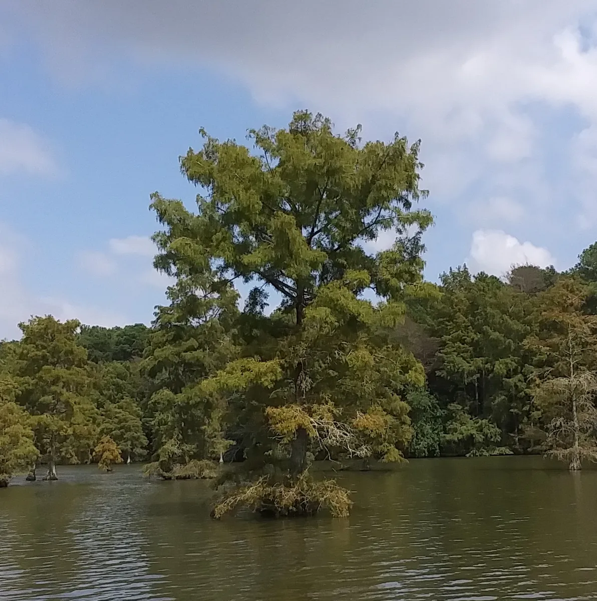 The Bald Cypress — Louisiana's State Tree — historical photo