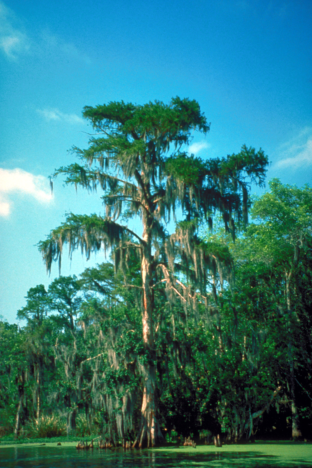 The Bald Cypress — Louisiana's State Tree