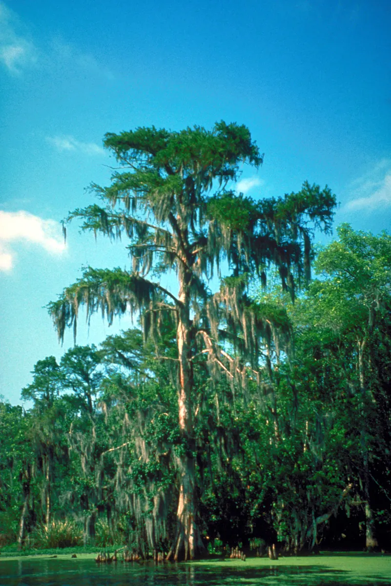 The Bald Cypress — Louisiana's State Tree