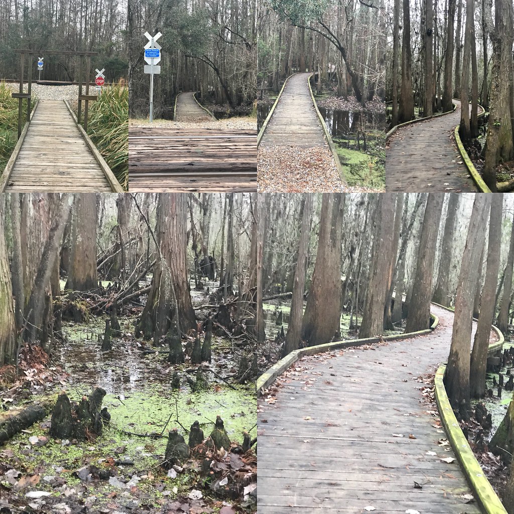 Joyce Wildlife Management Area — Swamp Walk