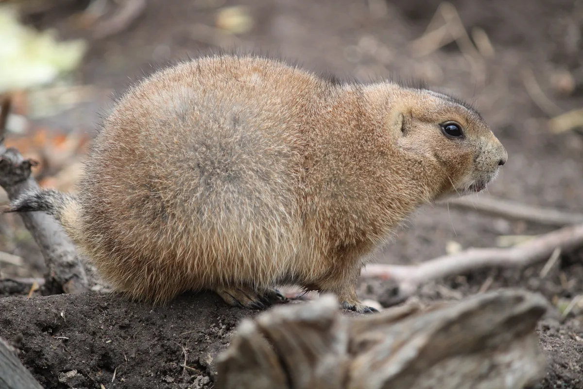 Roberts Prairie Dog Town
