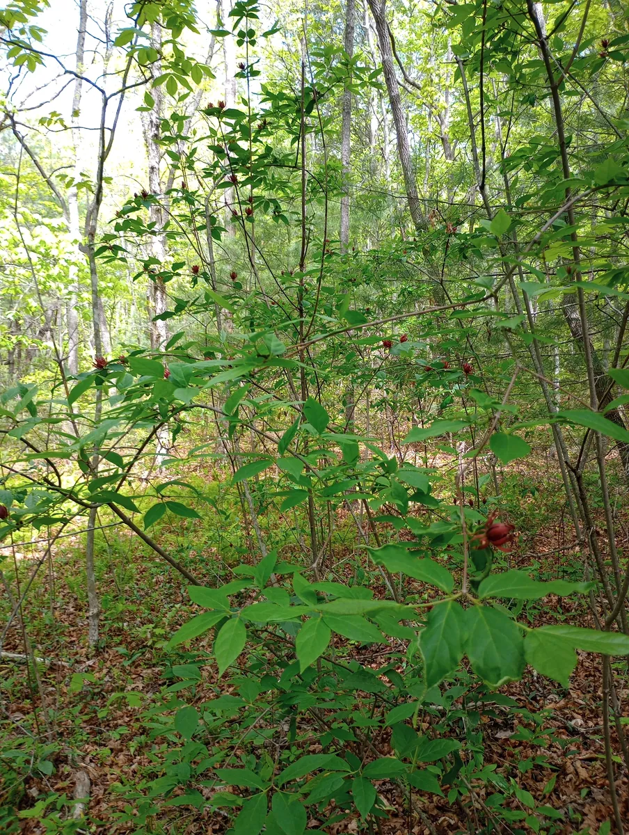 Bent Creek Experimental Forest