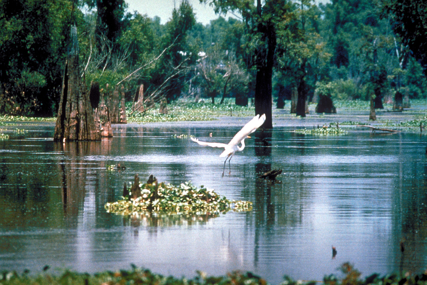 Atchafalaya Basin — The Great Swamp