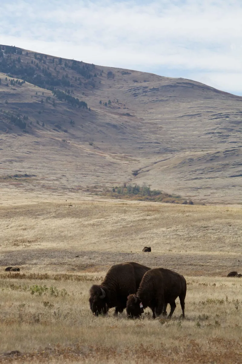 National Bison Range
