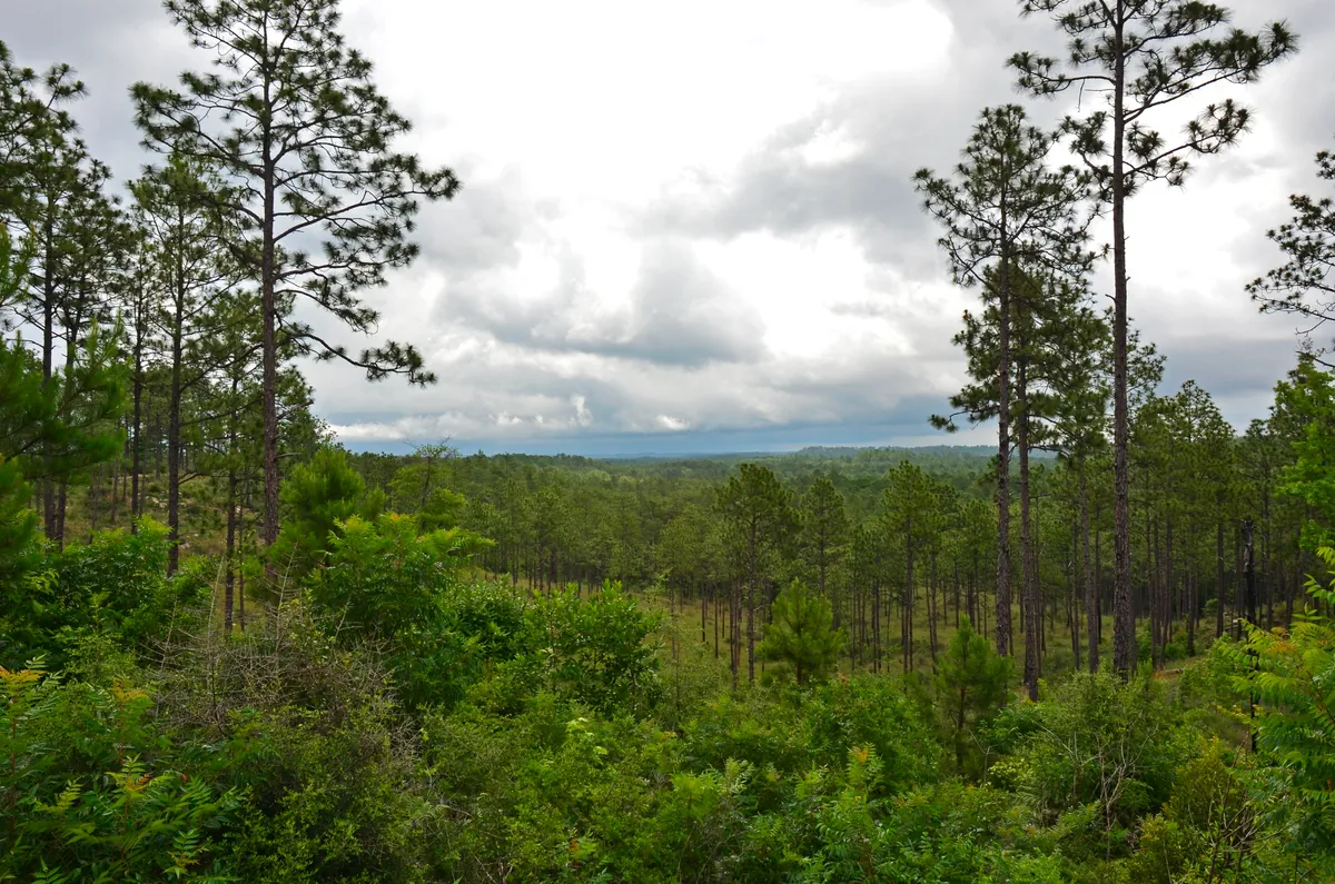 Kisatchie Pine Hills Loop