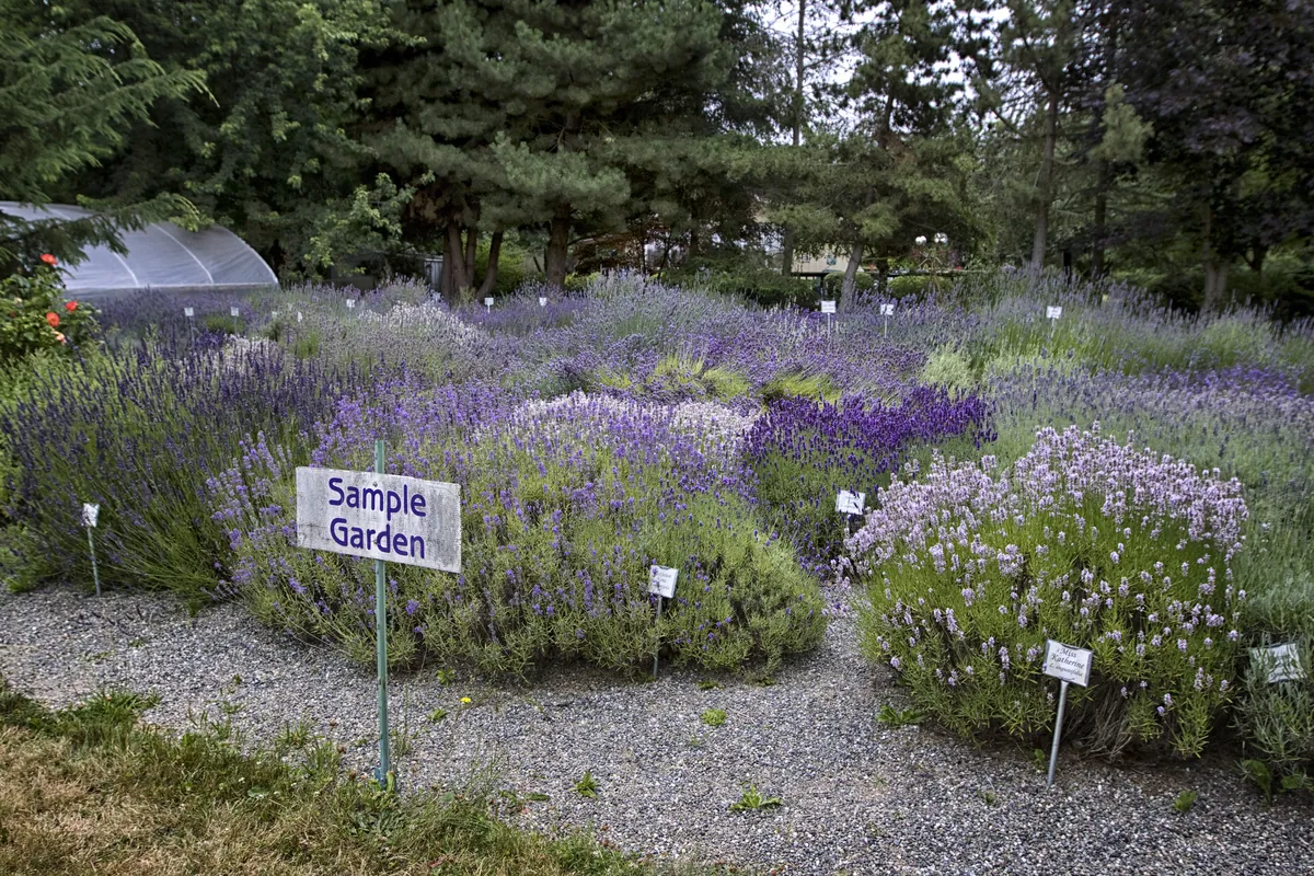 Sequim Lavender Farms