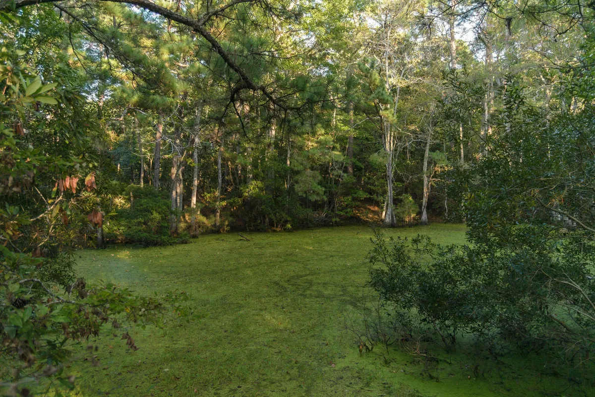 Nags Head Woods Ecological Preserve