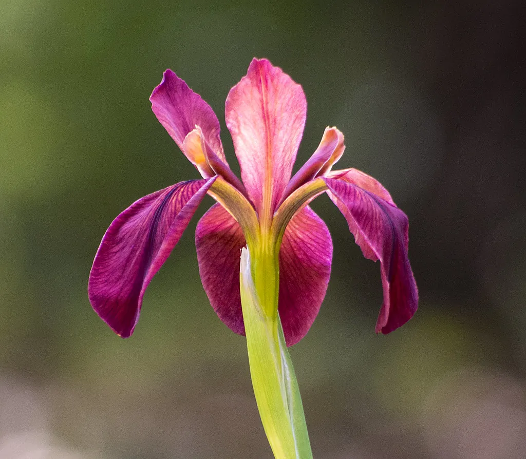 The Red Iris of Abbeville