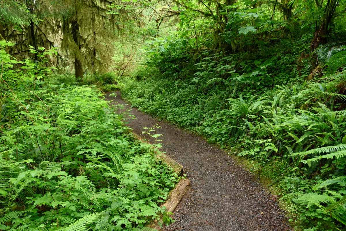Quinault Rain Forest