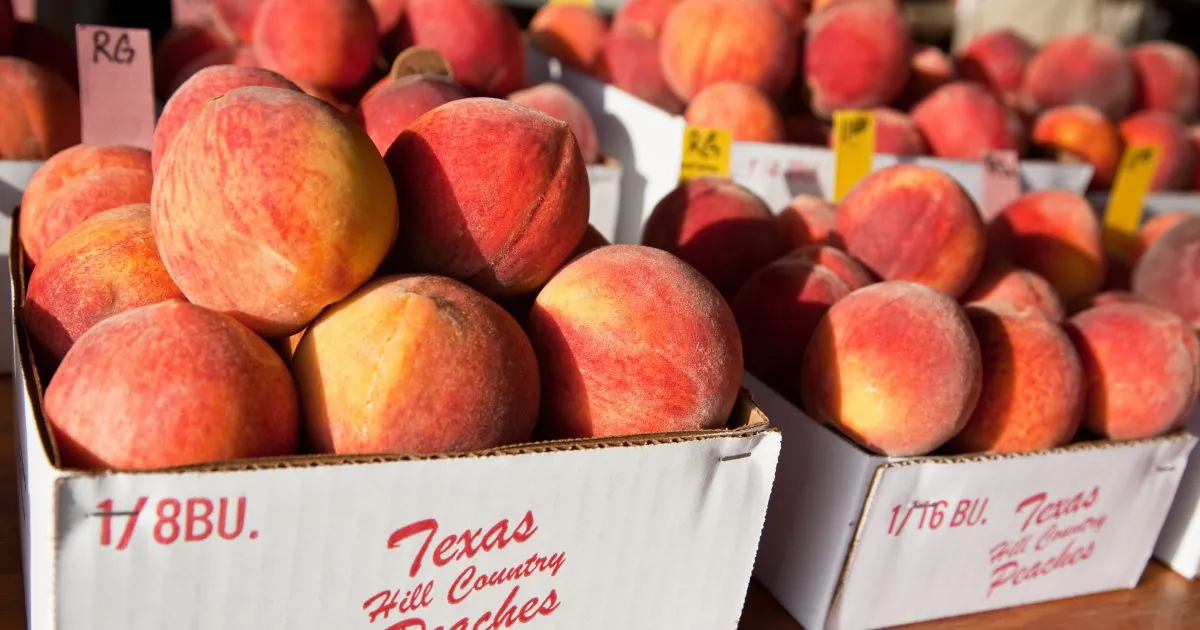 Stonewall — Peach Orchards and Gillespie County Peach Stands
