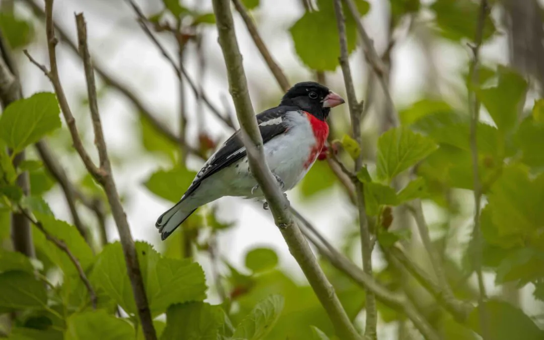 Grand Isle Migratory Bird Celebration