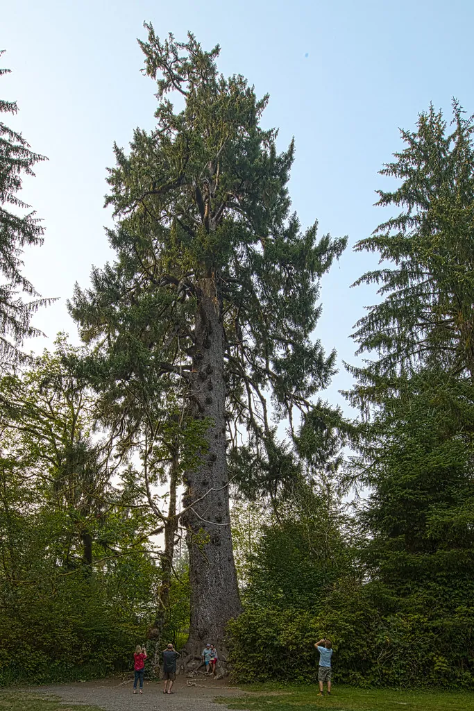 World's Largest Sitka Spruce (Quinault Valley)
