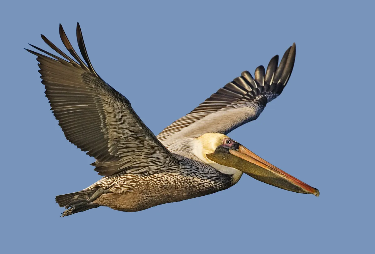 Cameron Prairie National Wildlife Refuge & Pintail Wildlife Drive