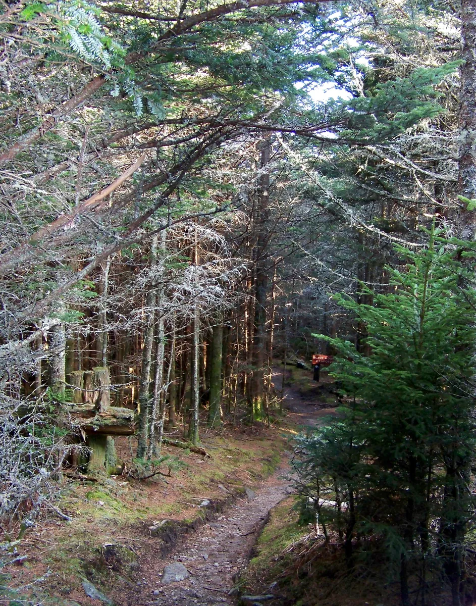 Mountains-to-Sea Trail (Asheville Section / Shut-In Trail)