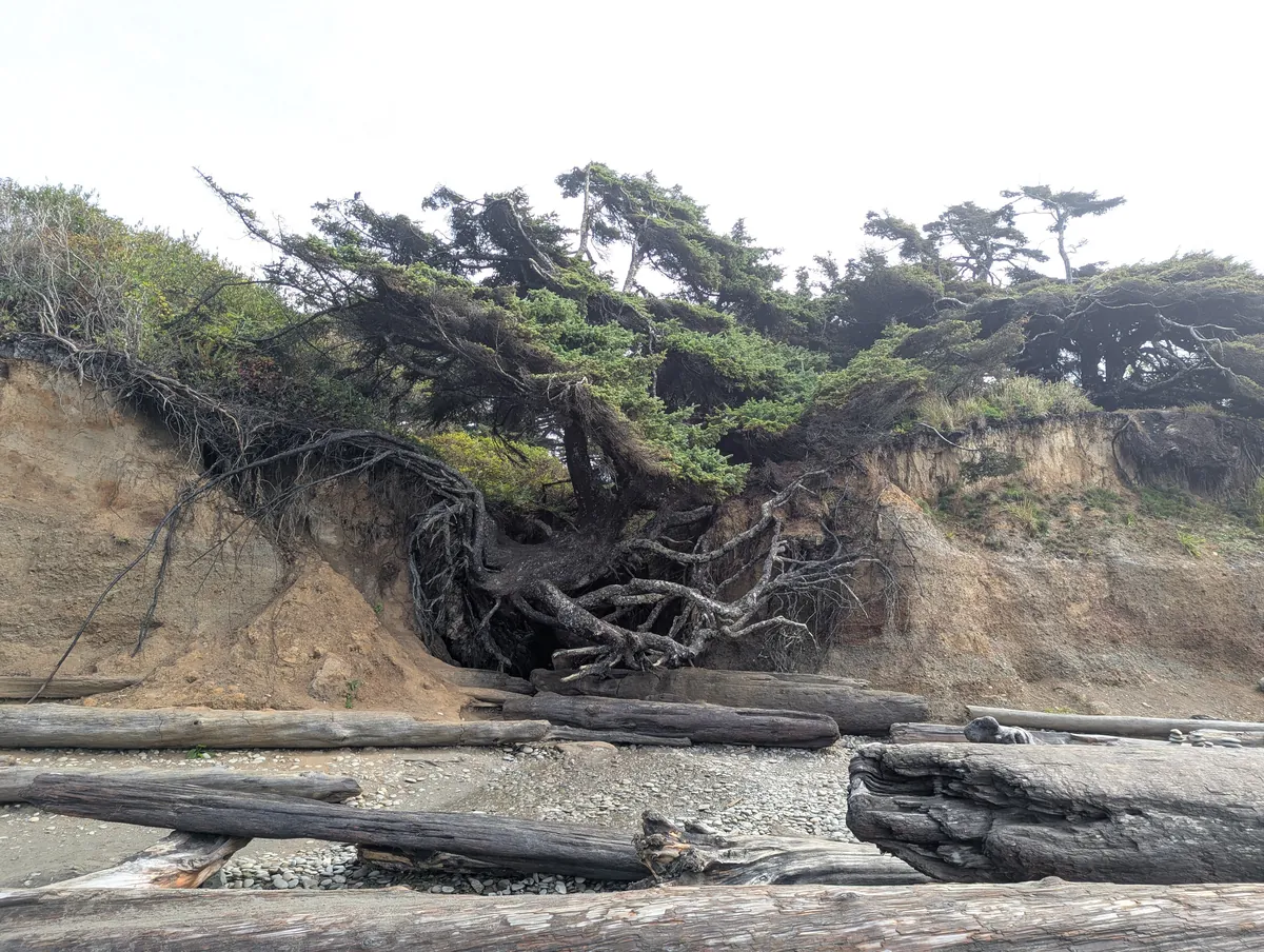 Tree of Life (Kalaloch)