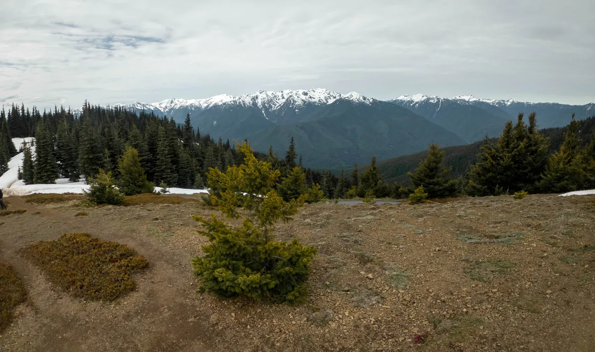 Olympic Peninsula Timberline (Hurricane Hill Trail)
