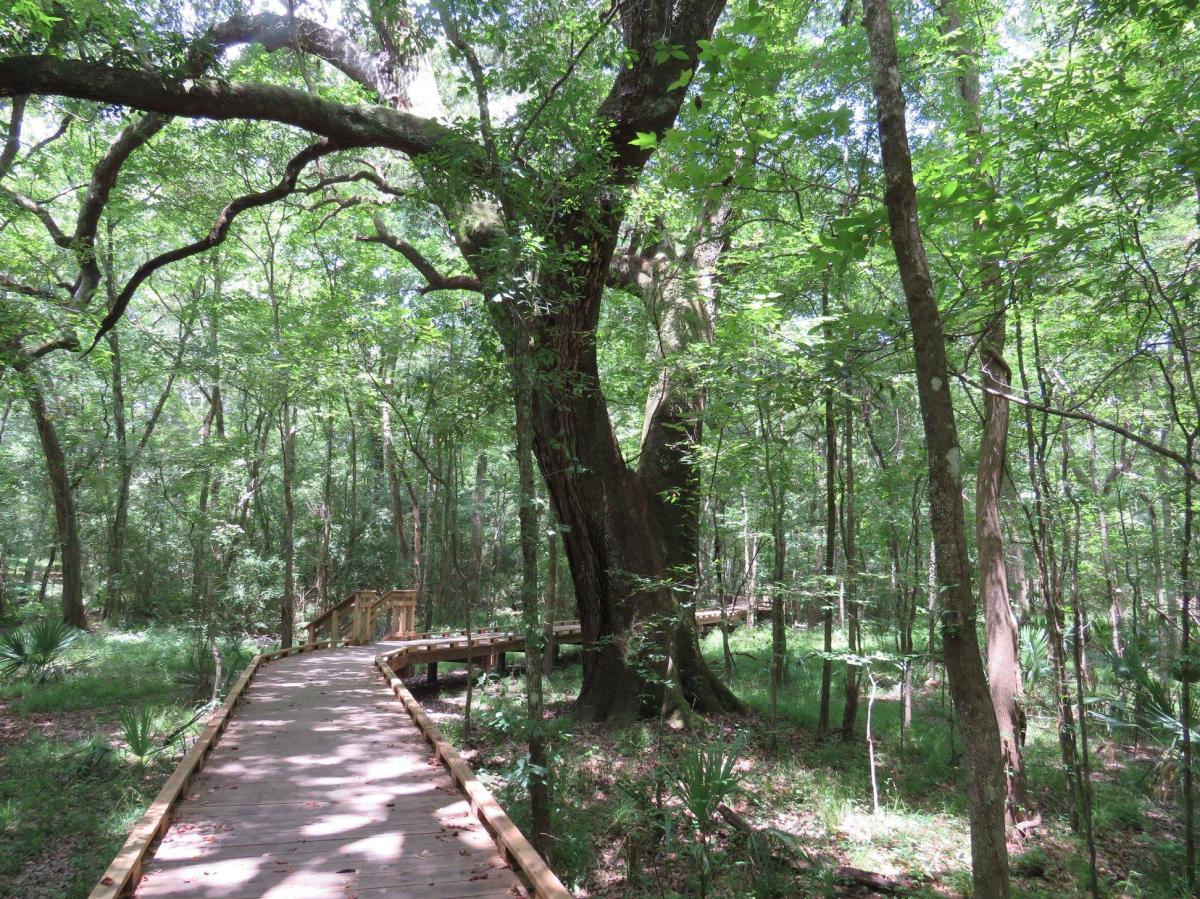 Wild Acadiana — Swamp, Prairie & Rookery