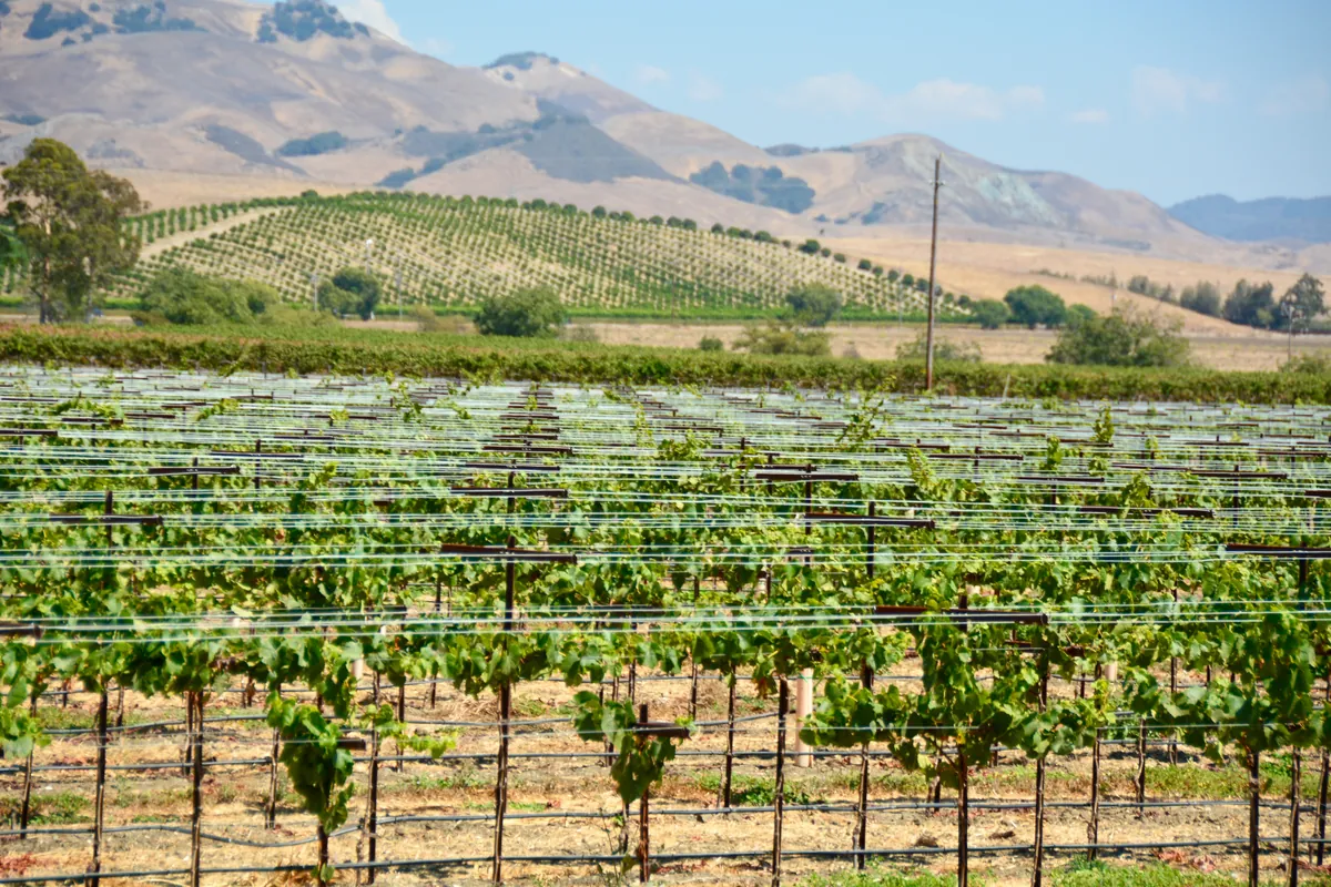 Edna Valley Vineyard