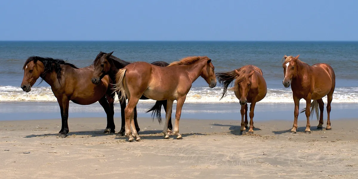 Corolla Wild Horse Herd