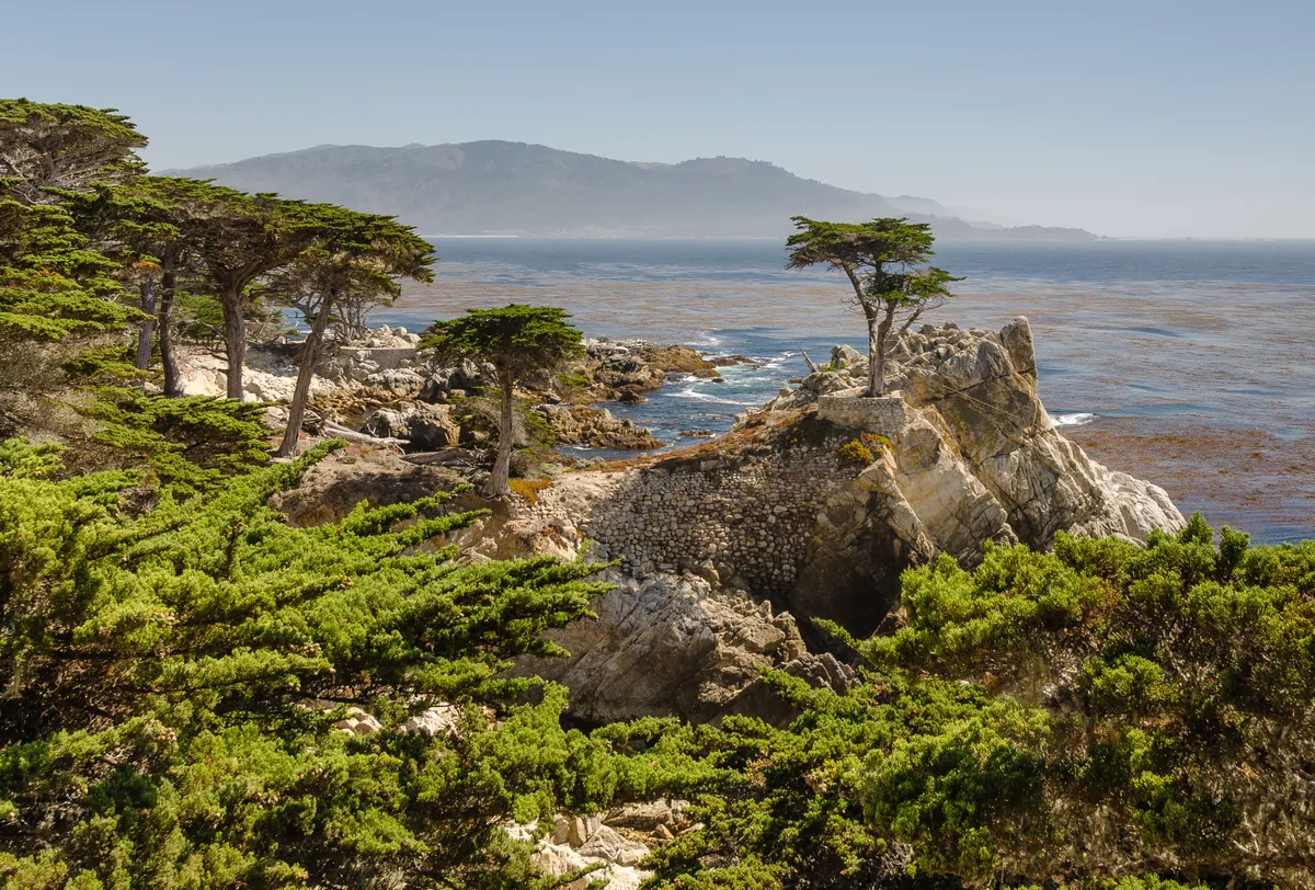 The Lone Cypress