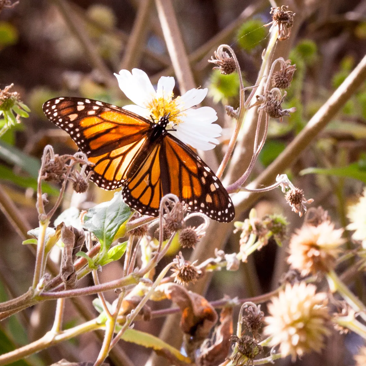Pacific Grove Monarch Butterfly Sanctuary