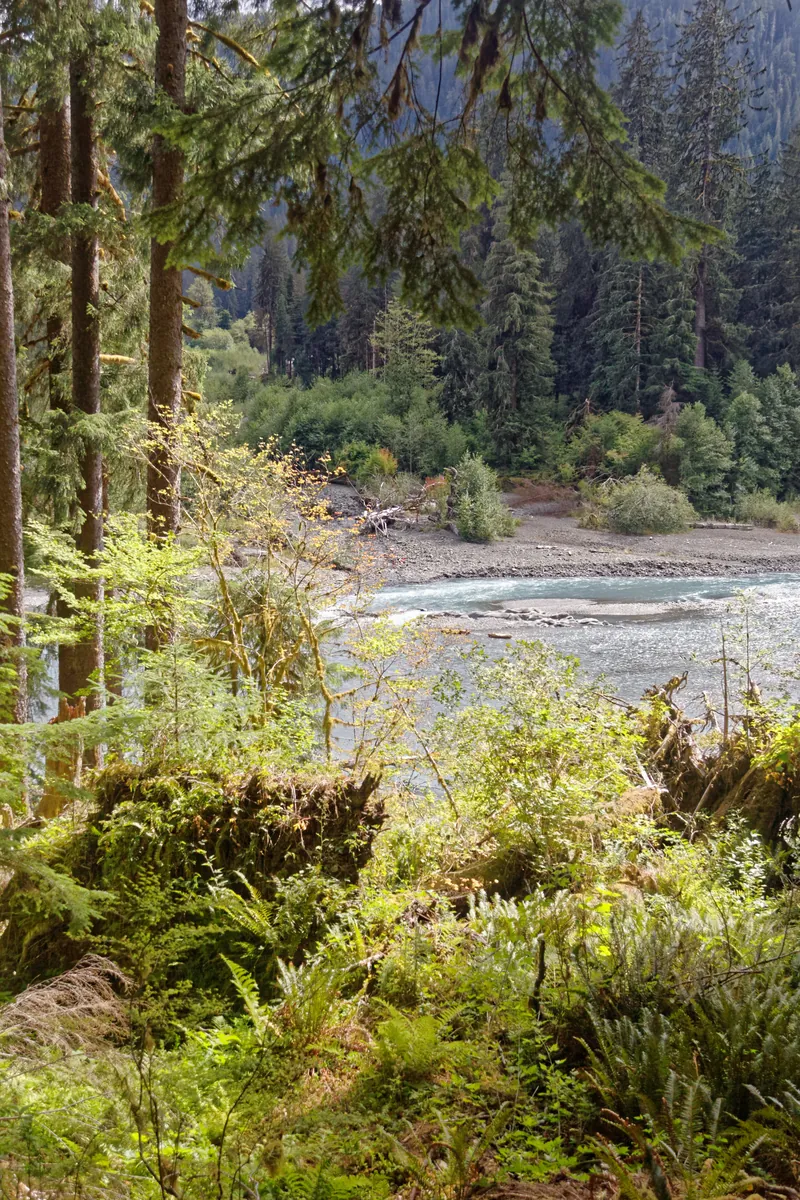 Hoh River Trail to Mount Olympus