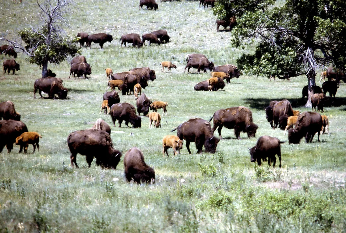 Custer State Park Wildlife Loop Road — historical photo