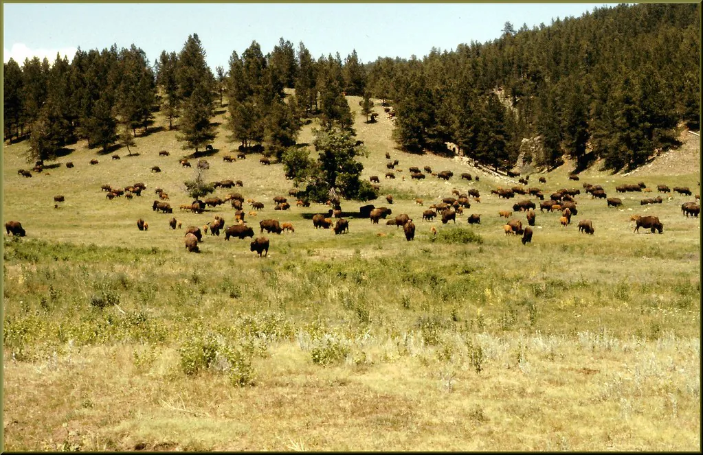 Custer State Park Wildlife Loop Road — historical photo