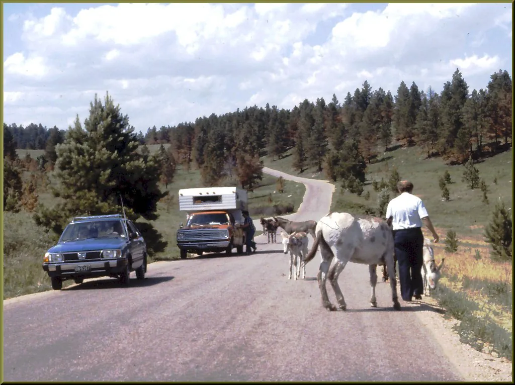 Custer State Park Wildlife Loop Road — historical photo