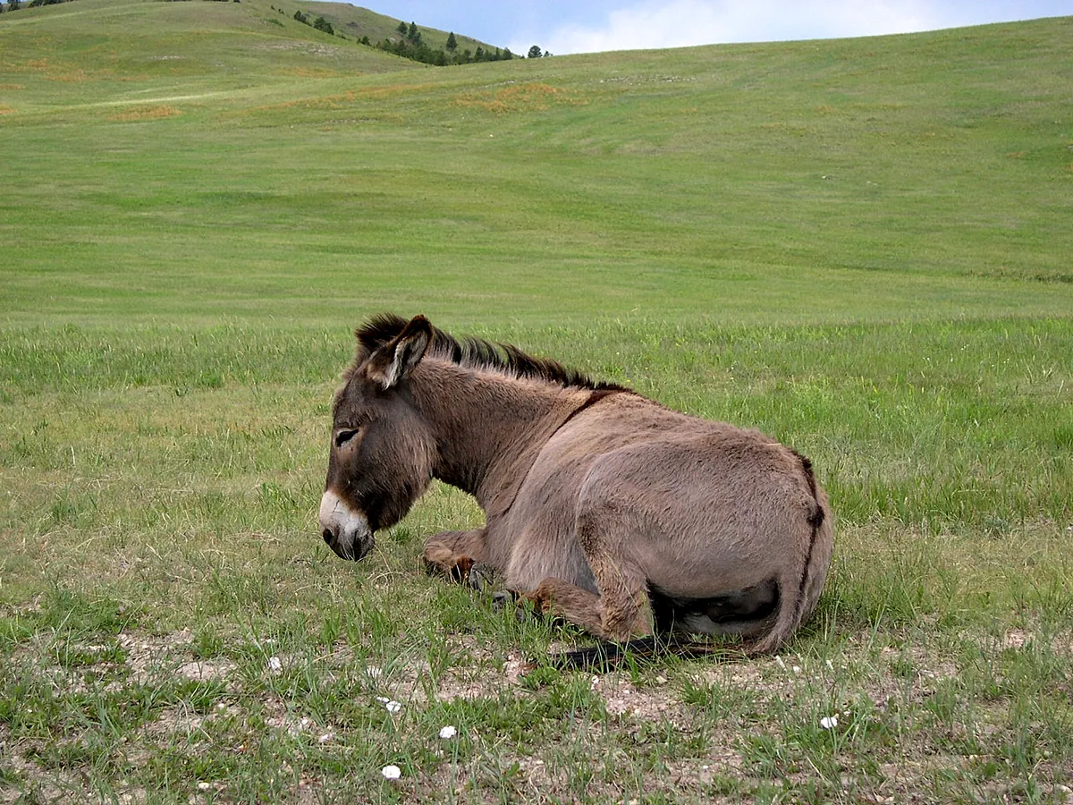 Custer State Park Wildlife Loop Road