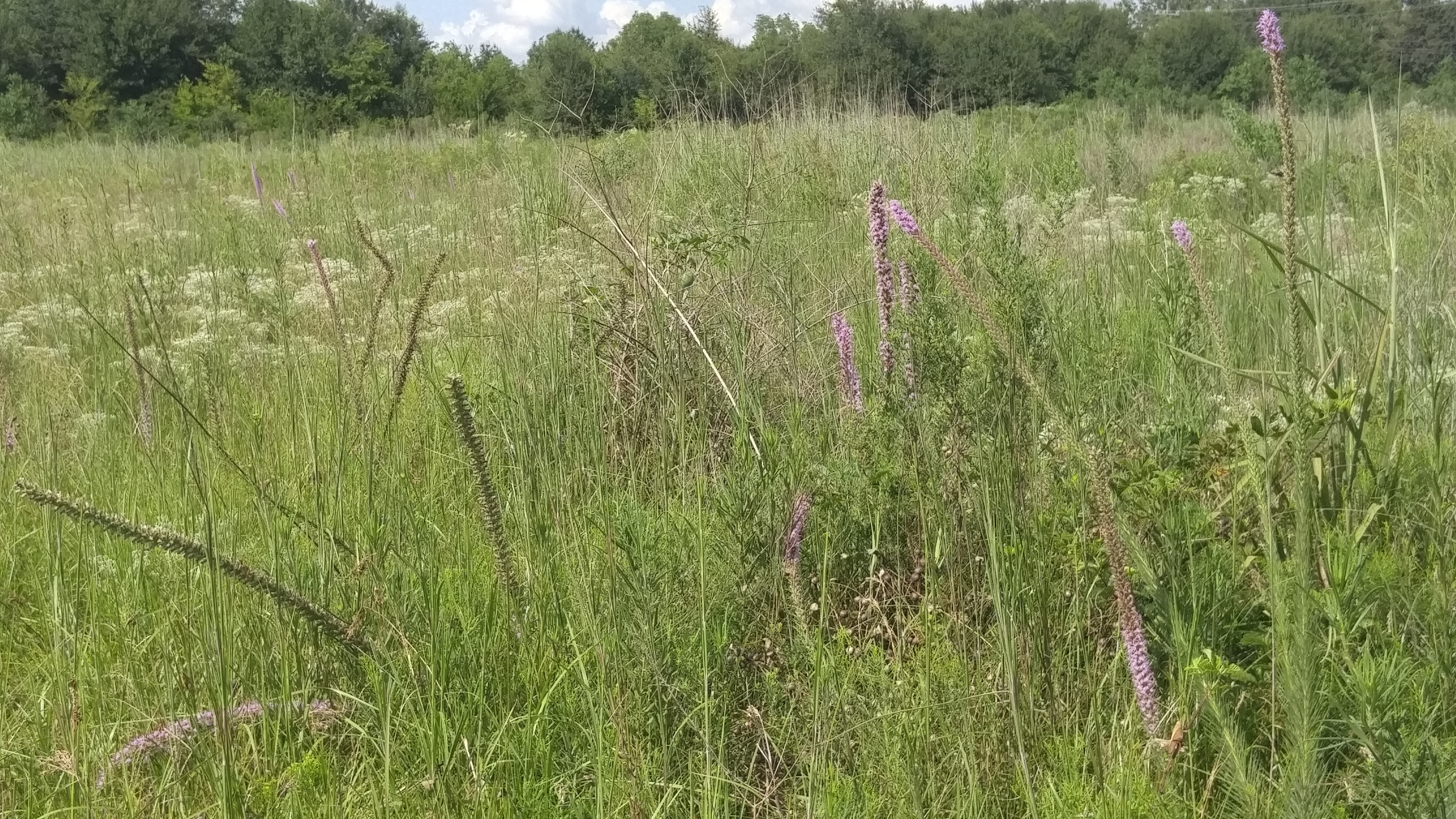 The Cajun Prairie