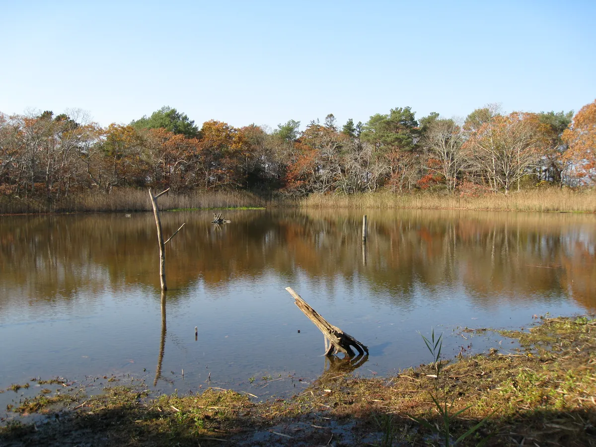 Wellfleet Bay Wildlife Sanctuary (Mass Audubon)